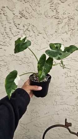 4" Alocasia 'Okinawa Silver'