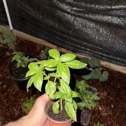 Genovese Basil
