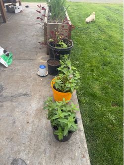 Plants