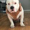 Victor