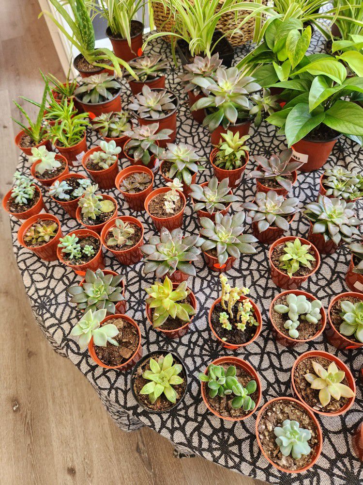 Assorted Succulents Available Houseplants