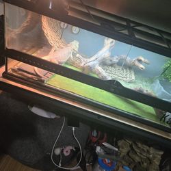 Reptile Tank 