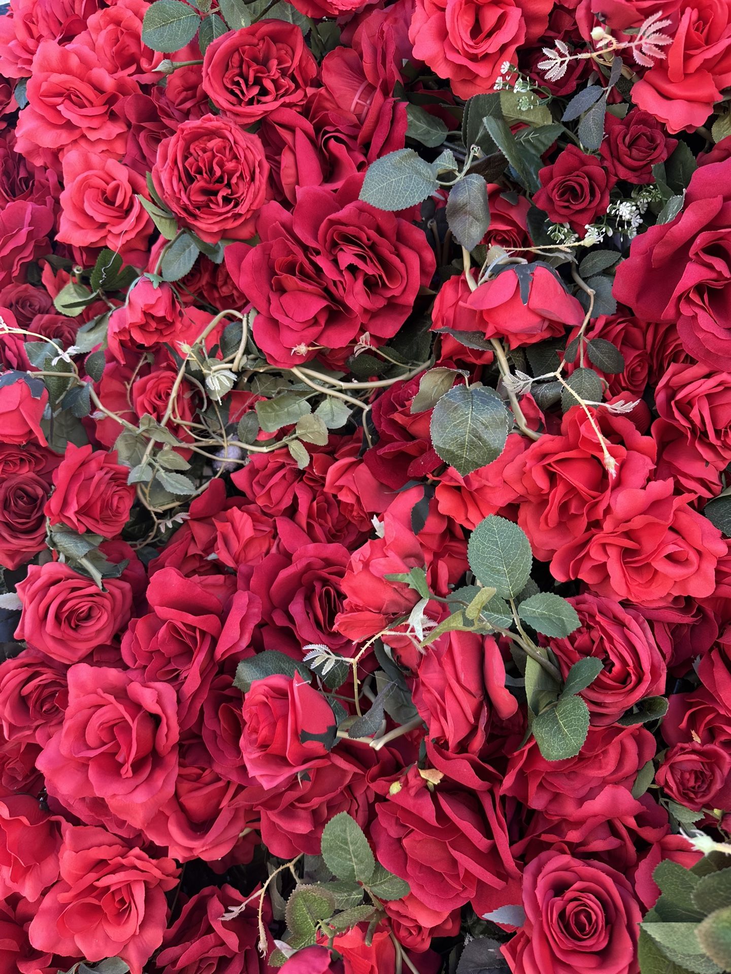 Red Roses Backdrop