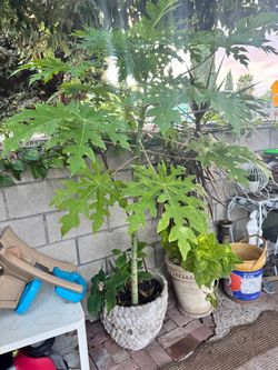 Arbolito de papaya 6Ft ya floriando