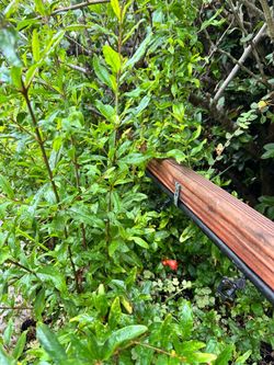 Wonderful Pomegranate Plants