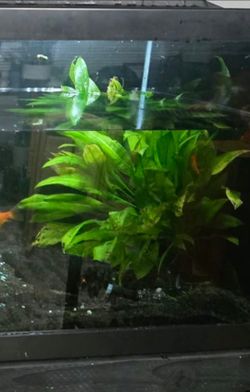 Aquarium plant