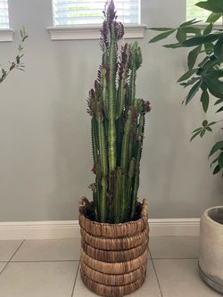 Large Trigona African Milk Tree Cactus