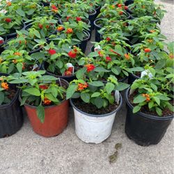 Lantana 1g 