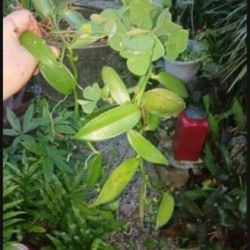 Vanilla bean orchid plant