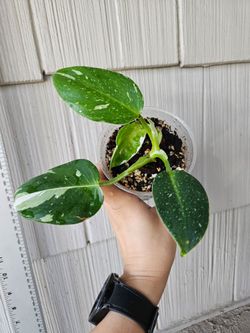 Philodendron White Wizard plant