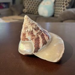 This shell is a Strawberry Trochus (scientific name: Tectus conus), also known as a Strawberry Top shell. It is a species of sea snail prized for its 