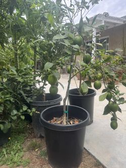 Meyer Lemon Tree