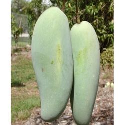 Bram Kai Mea Thai Mango Grafted Trees 7gal 
