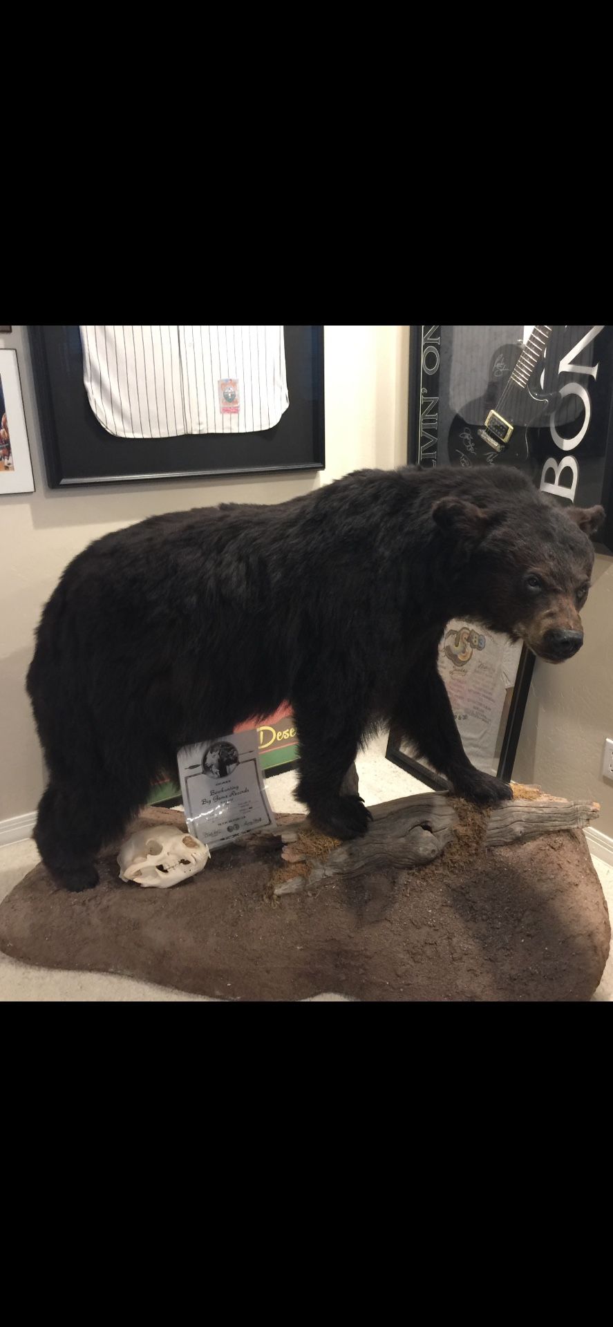Black Bear