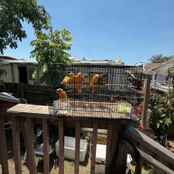 Bird Cage