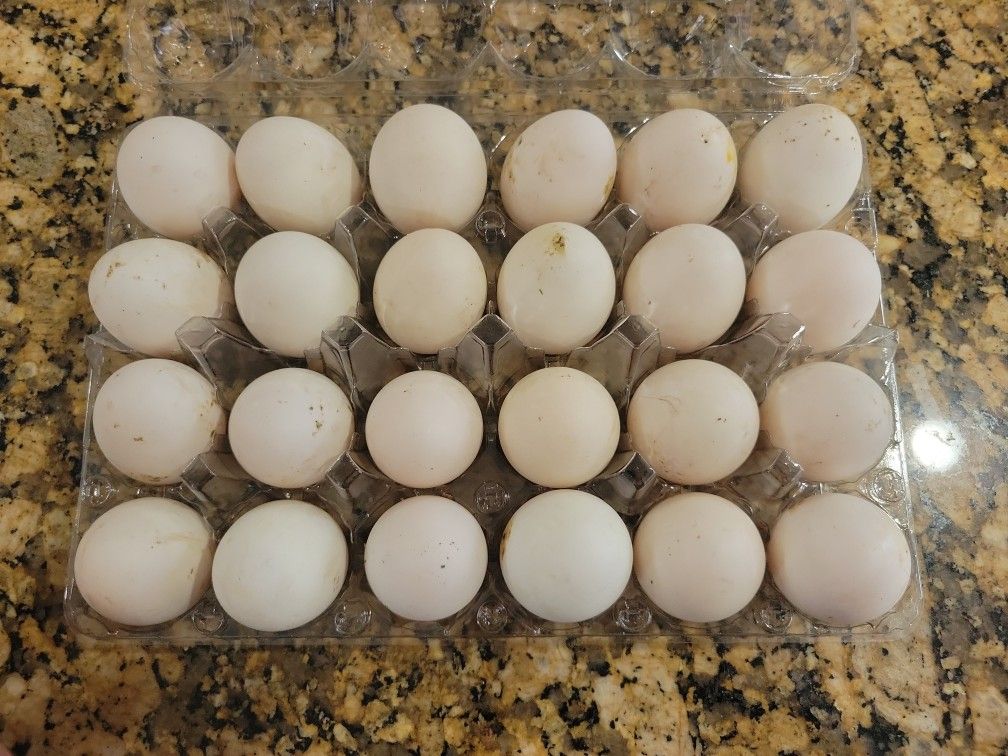 White Hard Duck Eggs