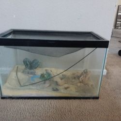 Fish Tank/ Lizard 
