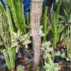 Old Man Cactus Plants