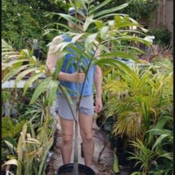 Large Capentaria Palm 