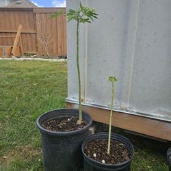 Two Papaya  potted plants .