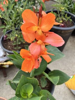 Canna Lily Potted Plant Orange Flowers 