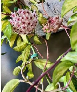 Hoya Crimson Princess little bush