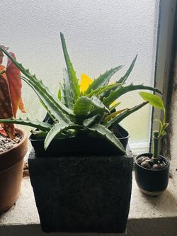 Plants (see Description For Price ) 