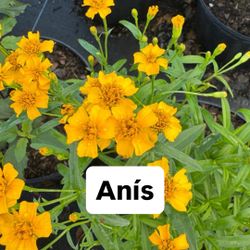 🌿 Plant: Anís