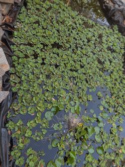 WATER PLANTS FOR PONDS