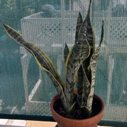 Snake Plant