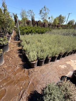 Lavender 5 gallons