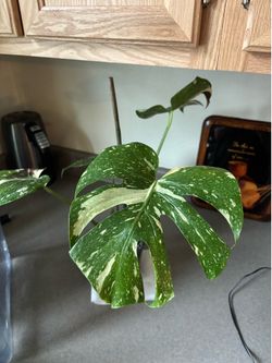 Thai Constellation Monstera🌿✨
