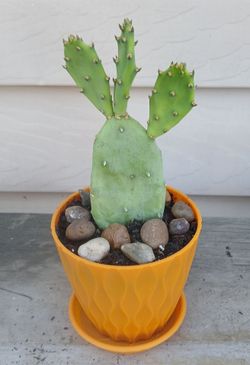 Cactus Plant 🌵