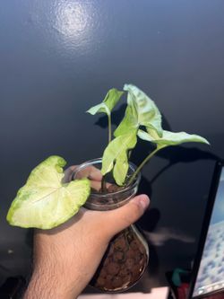 Rooted Sygonium White Butterfly Cuttings
