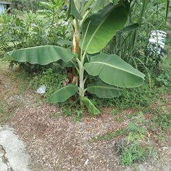 3 ft tall dwart Cavendish banana tree bare root