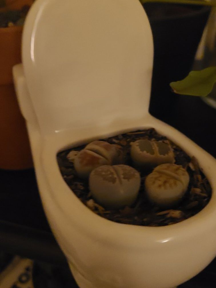 Succulent Toilet