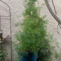  Plant In  5 Gallon Container.