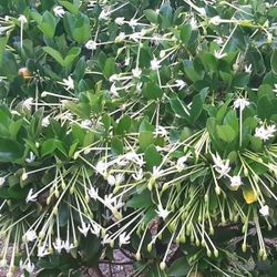 LIVE PLANT 3ft Posoqueria Longiflora Trinitatis Needle Flower Tree FRAGRANT