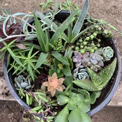Large Succulent Arrangement