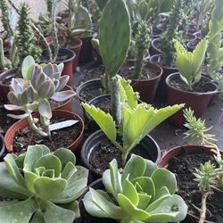 Cactus and Succulent’s 🌵