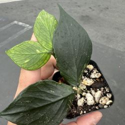 Rare Hoya Polyneura Fishtail Hoya