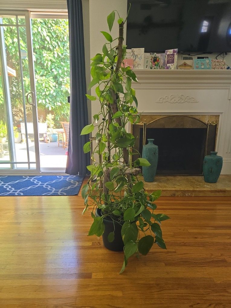 Large Pothos Plant On Wooden Trelis
