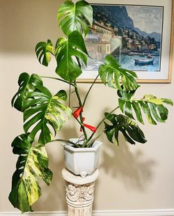 Monstera Aurea Deliciousa Large Form Established Plant