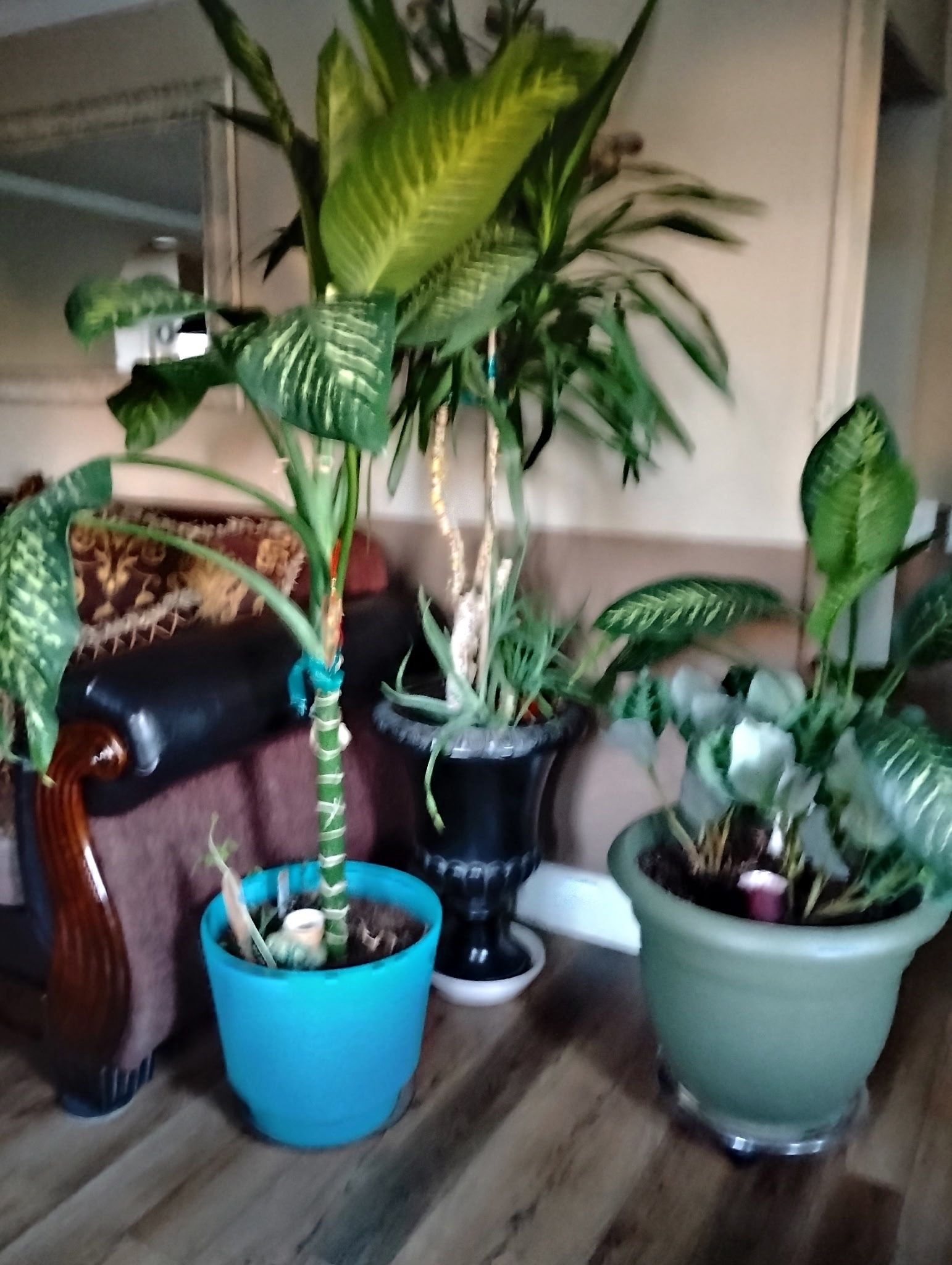 Plants