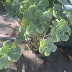 One Plant $5 We Sell Suculent One Plant 5