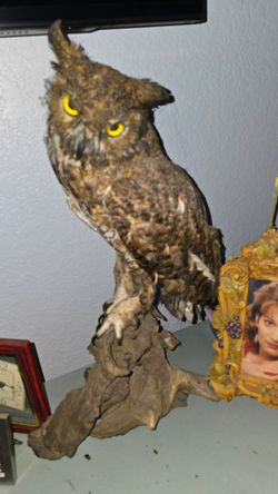 Beautiful unique OWL.