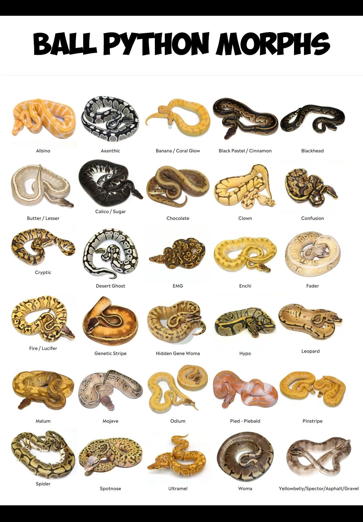 Ball Python Snake Morph Poster
