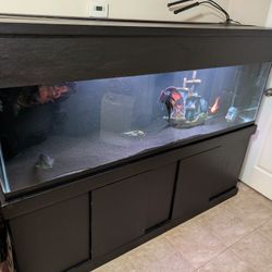Fishtank 