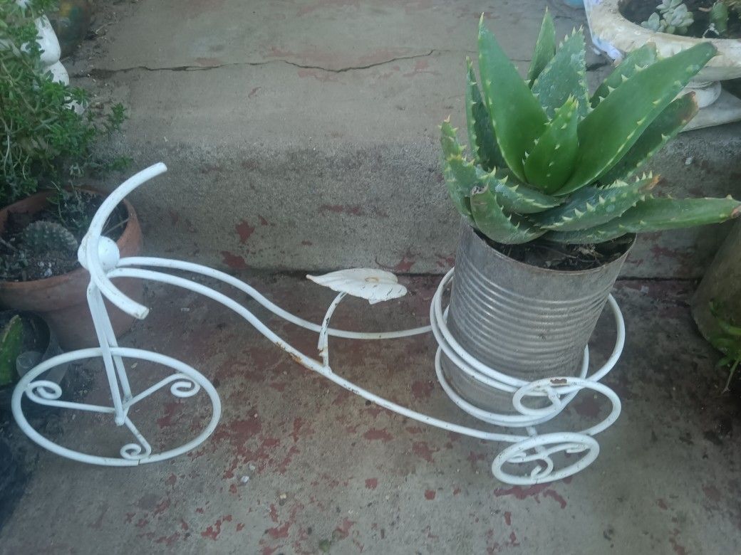 Plant And Bicycle