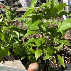 Pepper Plants, Seedlings, Sweet Peppers, Hot Peppers, Superhot Pepper